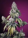 Jealousy Z XL Auto Feminized Seeds
