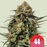 Gelato 44 Féminisée Graines