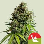 NYC Sour D Auto Feminizowane Nasiona