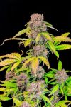 Lemon Cherry Cookies Auto Feminisiert Samen