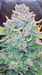 Papaya Cookies Auto Feminizowane Nasiona