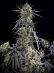 Pound Cake Auto Feminizowane Nasiona