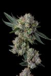 Glue 31 Feminized Seeds