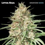 Lemon Bean Feminizowane Nasiona
