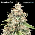Lemon Bean Rapide Féminisée Graines