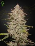 Chemical Candy Auto Feminizowane Nasiona