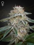 Super Banana Mango (SLH x GMO) Feminised Seeds