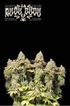 Rucu Cucu OG Auto Feminised Seeds