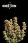 Thunder Banana Auto Feminised Seeds