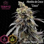 Mentha de Croco 'Croco' Bx Regulär Samen