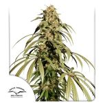 Ice Cream Haze Feminised Seeds
