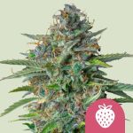 Strawberry Cough Feminizowany Nasiona
