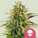 Alien OG Feminisiert Samen
