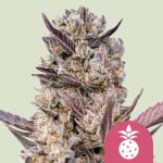 Tropicana Cookies Purple Feminisiert Samen