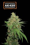 AK420 Auto Feminised Seeds