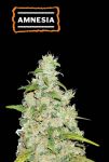 Amnesia Auto Feminised Seeds