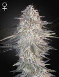 Super Lemon Haze x Pink Candy Feminised Seeds