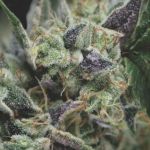 Gorila Auto Feminised Seeds