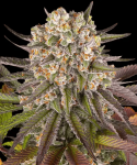 Barney's Farm Limoncello bud shot