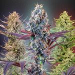 Seedsman MegaMix Auto cannabis strains