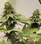 Kashmir Regular strain by Ace Seeds