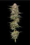 Banana OG Feminised strain by Humboldt Seed Company