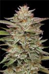 Banana OG Feminised strain by Humboldt Seed Company
