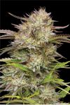 California Haze Feminised strain by Humboldt Seed Co.