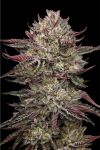 Chicken n' Wafflez Feminised strain by Humboldt Seed Company