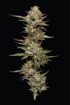 Moon Fog Feminised strain by Humboldt Seed Company