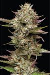 Moon Fog Feminised strain by Humboldt Seed Company