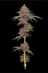 Purpz Feminised strain by Humboldt Seed Company