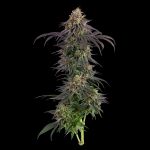Seedsman Guava Root GMO Feminised cannabis strain