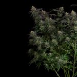 Seedsman Guava Root GMO Feminised cannabis strain