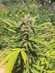 Banana Melt Feminised strain by Humboldt Seed Company