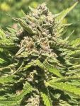 Banana Melt Feminised strain by Humboldt Seed Company