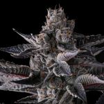New Money Feminised strain by Compound Genetics