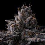 New Money Feminised strain by Compound Genetics
