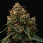 Gaia F1 Auto Feminised strain by Royal Queen Seeds