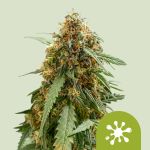 Sticky Queen Auto Feminizowane Nasiona