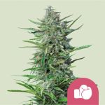 Purple Punch Feminised strain by Royal Queen Seeds