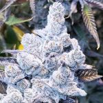Slurricane #7 S1 Feminised Seeds