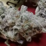 Slurricane #7 S1 Feminised strain by In House Genetics