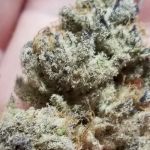 Tacky Glue Feminised strain by In House Genetics