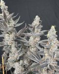 Diamond Daggers Feminised strain
