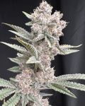 Funk in Da Trunk Feminised strain