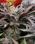 FX3 Feminised strain