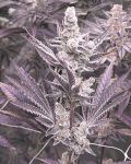 Lil Sumpin Sumpin Feminised strain