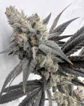 Mega Mind Feminised strain