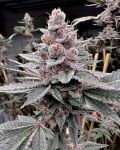 Miami Madness Feminised strain